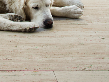 Chien endormi sur dallage de terrasse en travertin Natura