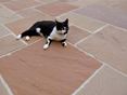 Dalles de grès de Modak, chat se reposant sur la terrasse