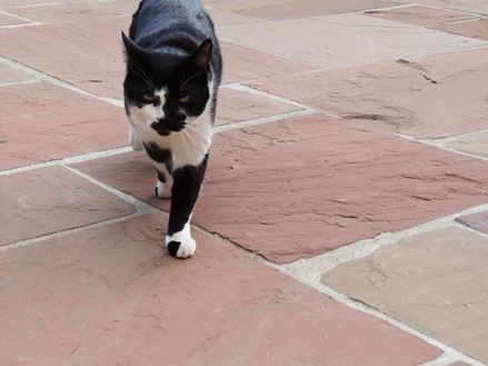Katze läuft über Platten aus rotem Sandstein