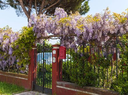 Porte de jardin envahi de fleurs