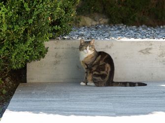 Chat profitant de l'ombre sur les dalles Urban Grey Line en granite