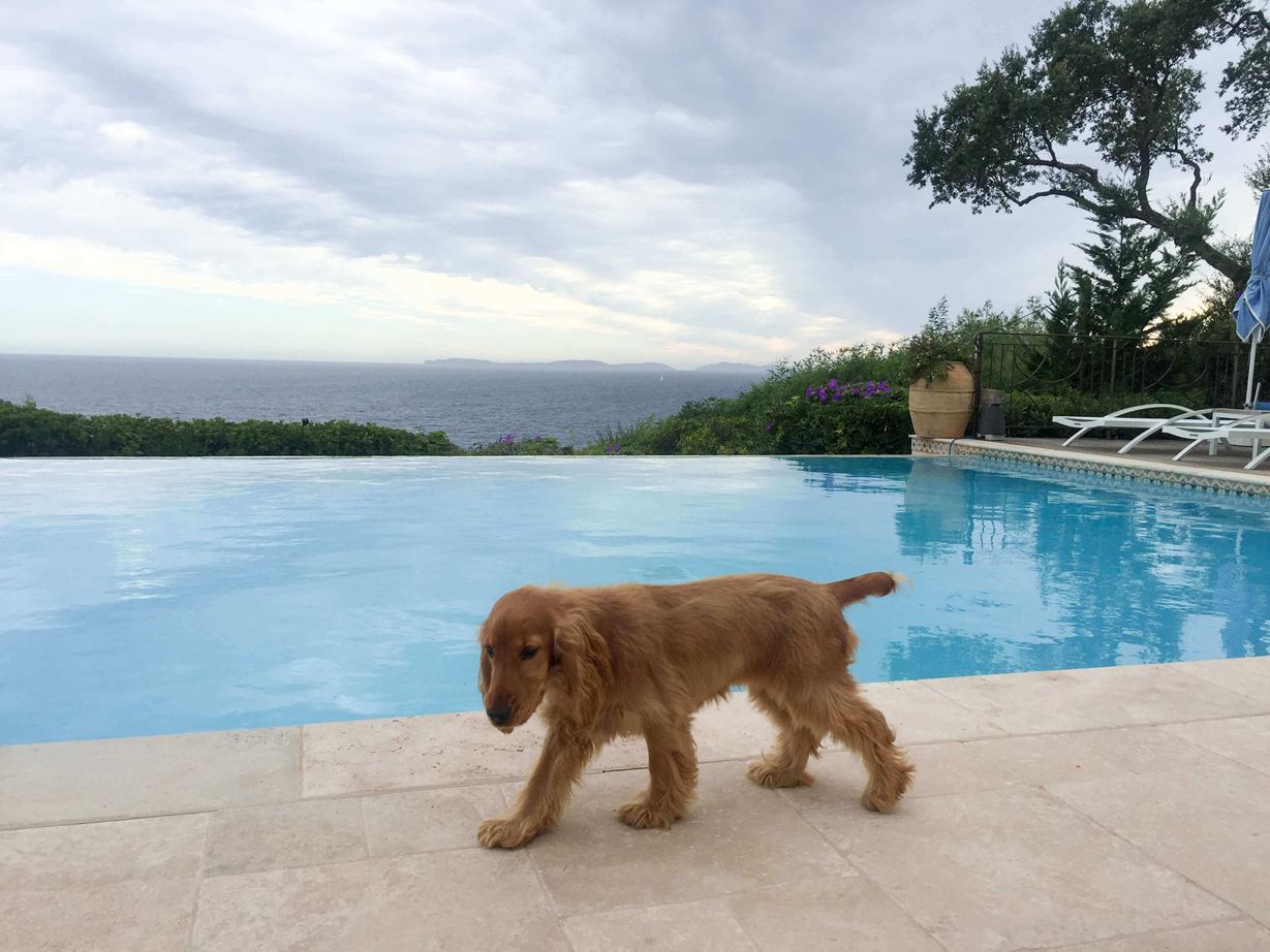 chien marchant en premier plan sur les dalles en travertin derrière la pisicne et la mer